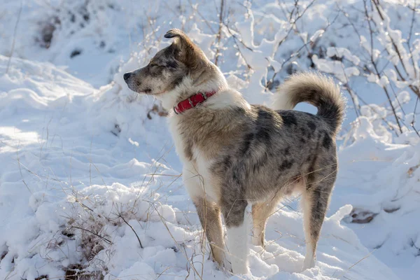 Kutyák Játszani Hóban Télen Szép Portré Egy Kisállat Egy Napsütéses — Stock Fotó