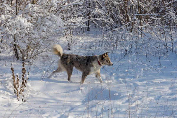 Perros Juegan Nieve Invierno Hermoso Retrato Una Mascota Día Soleado —  Fotos de Stock