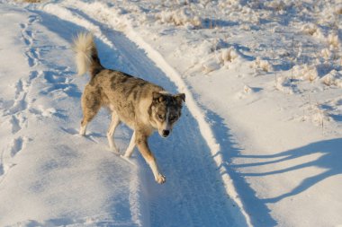 Kışın, güzel bir güneşli kış gününde a evde beslenen hayvan portresi karda köpekler play
