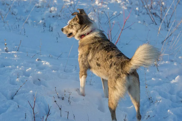 Собаки Грають Снігу Взимку Красивий Портрет Домашньої Тварини Сонячний Зимовий — стокове фото