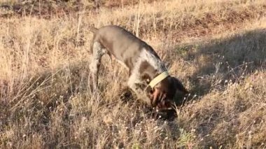 Av için Alman avcılık Watchdog Drahthaar arıyorum av köpeği digs