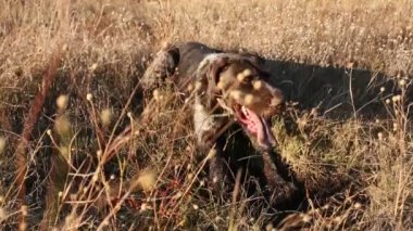 Av için Alman avcılık Watchdog Drahthaar arıyorum av köpeği digs