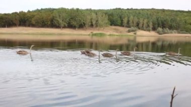 Nehirde yüzen ördek grubu