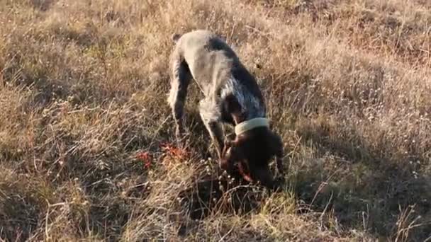 狩猟犬を掘るドイツ狩猟監視 Drahthaar の獲物を探して — ストック動画