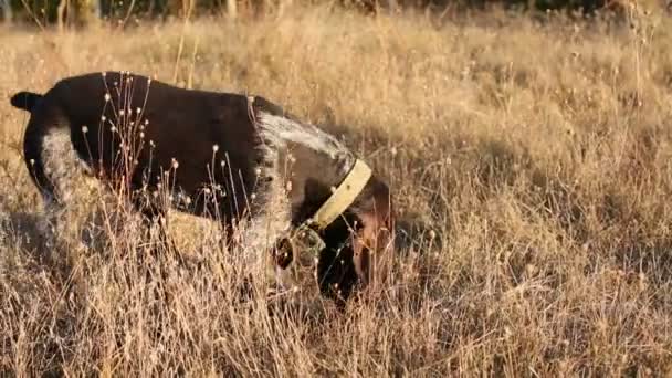 Cava Perros Caza Busca Presas German Hunting Watchdog Drahthaar — Vídeo de stock