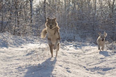 Kışın, güzel bir güneşli kış gününde a evde beslenen hayvan portresi karda mavi gözlü köpekler play