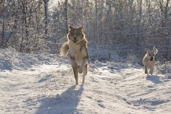 Kışın, güzel bir güneşli kış gününde a evde beslenen hayvan portresi karda mavi gözlü köpekler play