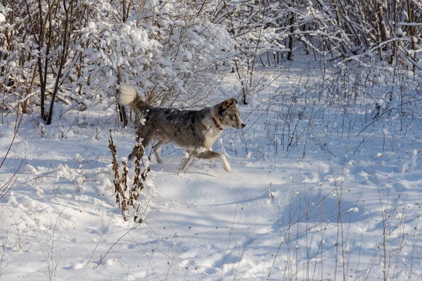 Hunde Mit Blauen Augen Spielen Winter Schnee Schönes Porträt Eines — Stockfoto