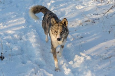 Kışın, güzel bir güneşli kış gününde a evde beslenen hayvan portresi karda mavi gözlü köpekler play
