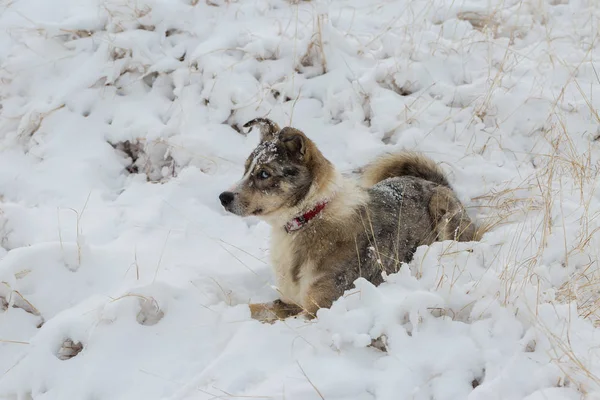 Собаки Голубыми Глазами Играют Снегу Зимой Красивый Портрет Домашнего Животного — стоковое фото