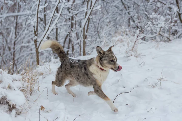 Dogs Blue Eyes Play Snow Winter Beautiful Portrait Pet Sunny — Stock Photo, Image