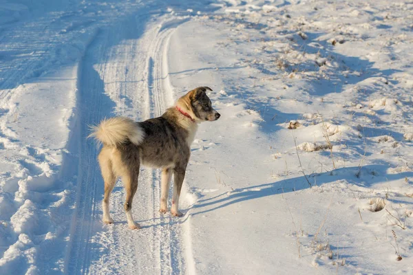 Hunde Mit Blauen Augen Spielen Winter Schnee Schönes Porträt Eines — Stockfoto