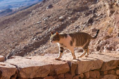 Kedi, Mısır 'daki Musa Dağı' nın arka planında yol boyunca yürür.
