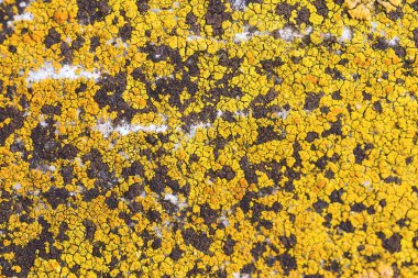 Asbest kayrak doku beton kaplı liken ve moss, sanayi malzeme doğal çimento ile