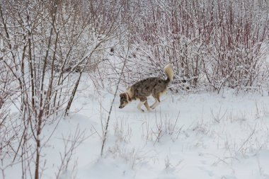 Kışın, güzel bir güneşli kış gününde a evde beslenen hayvan portresi karda mavi gözlü köpekler play