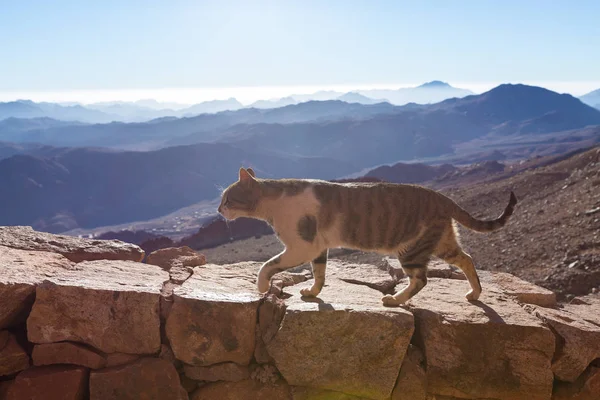 Gato Camina Por Sendero Contra Telón Fondo Montaña Moisés Egipto — Foto de Stock