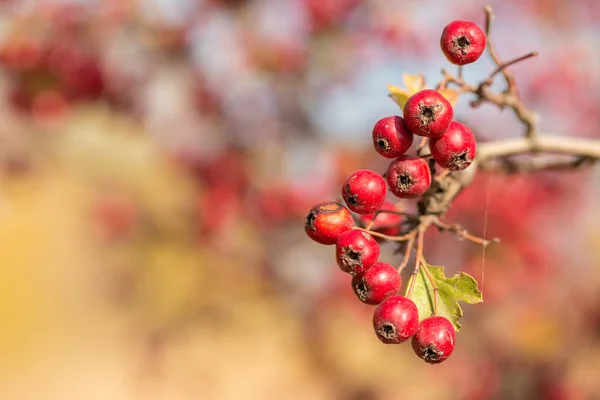 Baies Rouges Sur Les Branches Des Arbres — Photo