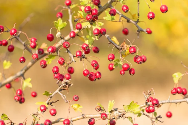 Ağaç Dallarında Kırmızı Meyveler — Stok fotoğraf