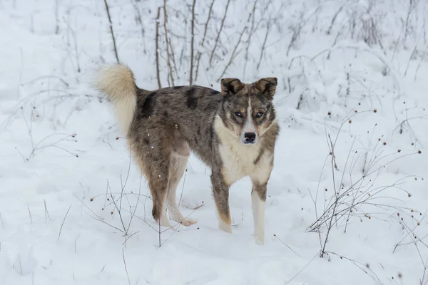 Dogs Blue Eyes Play Snow Winter Beautiful Portrait Pet Sunny — Stock Photo, Image