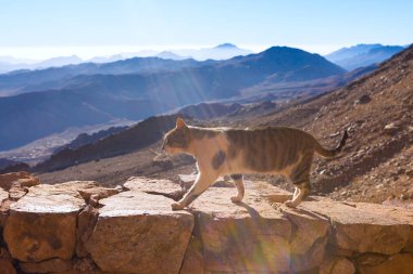 Kedi, Mısır 'daki Musa Dağı' nın arka planında yol boyunca yürür.