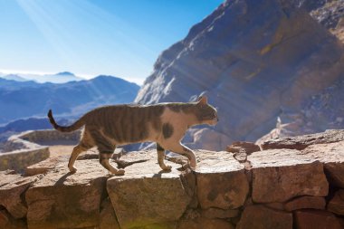 Dağlardaki tuğla duvara tırmanan kedi 