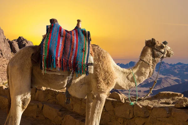 Silhouette Dromedar Camel Background Mountain Moses Egypt Sinai — Stock Photo, Image