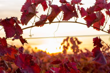 Kırmızı yapraklı sonbahar üzümleri, günbatımındaki sarmaşık kırmızımsı sarıdır.
