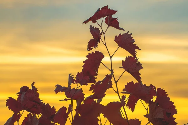 Uvas Outono Com Folhas Vermelhas Videira Pôr Sol Amarela Avermelhada — Fotografia de Stock