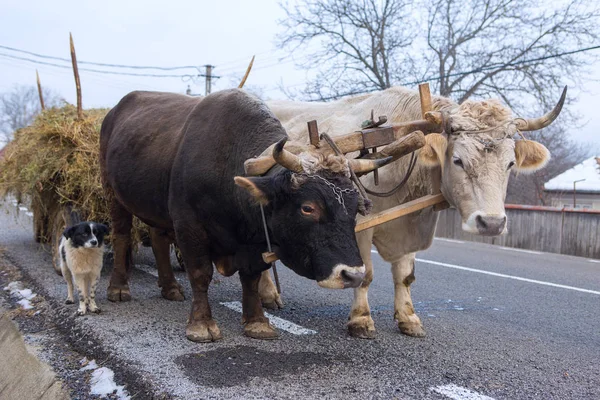 Oxen Pulling Cart Loaded Hay Romanian Road Hardy Hardworking Animals — Stock Photo, Image