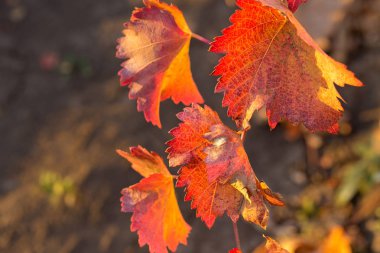 Kırmızı yapraklı sonbahar üzümleri, günbatımındaki sarmaşık kırmızımsı sarıdır.