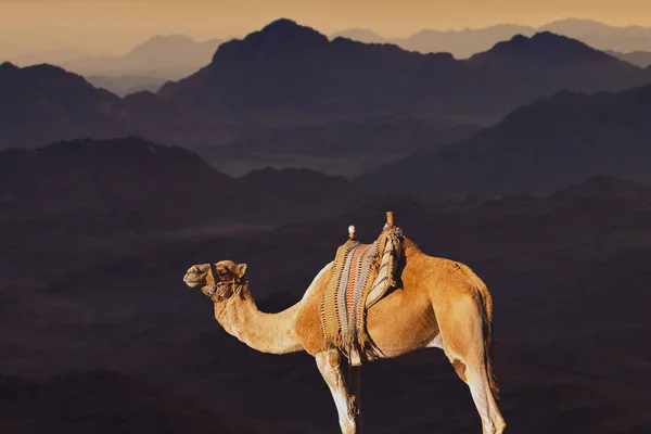 Wielbłąd Pustyni Zachodzie Słońca — Zdjęcie stockowe