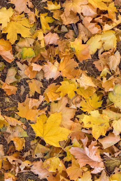 Fallen Autumn Leaves Ground — Stock Photo, Image