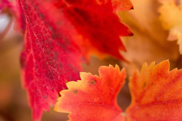 Autumn Grapes Red Leaves Vine Sunset Reddish Yellow — Stock Photo, Image