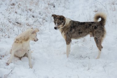 Köpekler karda kışın, güzel portre evcil hayvan oynamak.