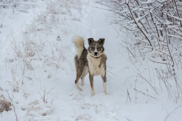Perros Juegan Nieve Invierno Hermoso Retrato Una Mascota —  Fotos de Stock