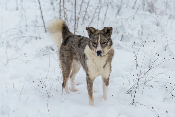 Παίζουν Σκυλιά Στο Χιόνι Χειμώνα Όμορφο Πορτρέτο Ενός Κατοικίδιου Ζώου — Φωτογραφία Αρχείου