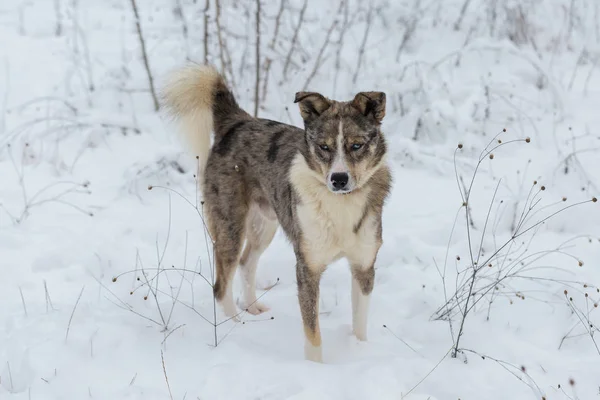 Chiens Jouent Dans Neige Hiver Beau Portrait Animal Compagnie — Photo