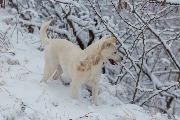 Chiens Jouent Dans Neige Hiver Beau Portrait Animal Compagnie — Photo