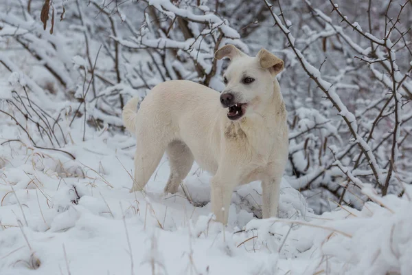 Psi Hrají Sněhu Zimě Krásný Portrét Pet — Stock fotografie