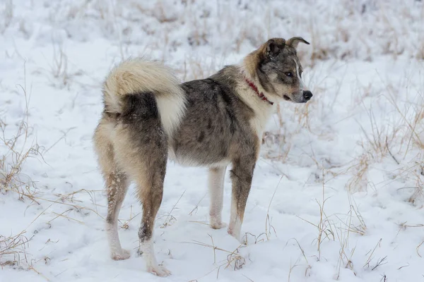 Dogs play in the snow in winter, Beautiful portrait of a pet