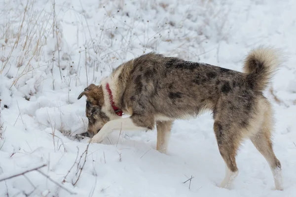 Dogs Play Snow Winter Beautiful Portrait Pet — Stock Photo, Image