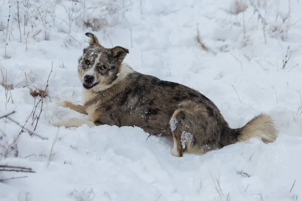 Dogs Play Snow Winter Beautiful Portrait Pet — Stock Photo, Image