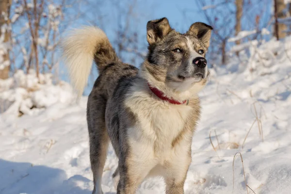 Dogs Play Snow Winter Beautiful Portrait Pet — Stock Photo, Image