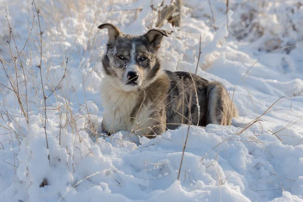 Собаки Грають Снігу Взимку Красивий Портрет Домашньої Тварини — стокове фото