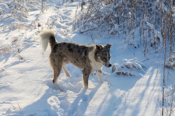 Psy Grać Śniegu Zimie Piękny Portret Zwierzaka — Zdjęcie stockowe