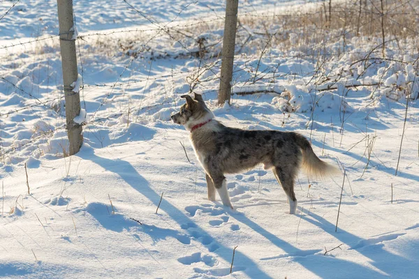 Hunde Spielen Winter Schnee Schönes Porträt Eines Haustieres — Stockfoto