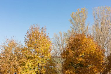 Renkli ağaçlı sonbahar ormanı