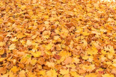 Ormanda sonbahar yaprakları