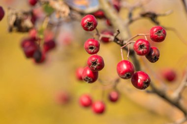 Dallardaki kırmızı böğürtlenleri kapat