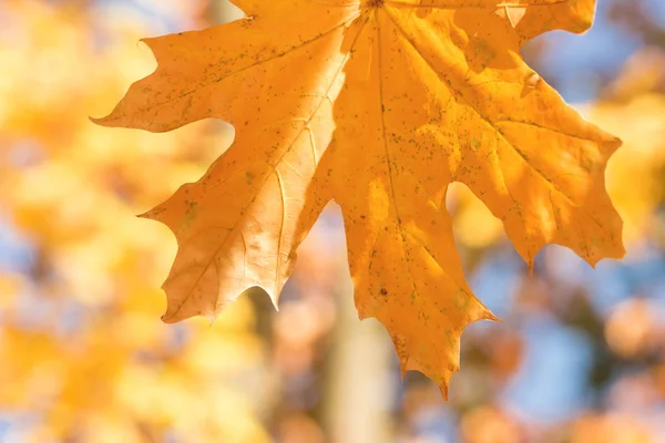 Yellow Autumn Leaf Forest — Stock Photo, Image